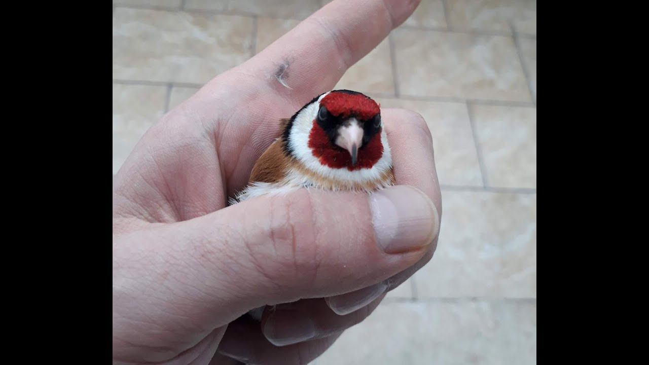 Черноголовый Щегол. Песня щегла. Goldfinch. Chardonneret.№3 Canto Cardellino смотреть онлайн