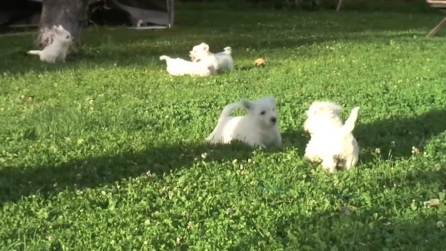 West Highland White terriers playing смотреть онлайн