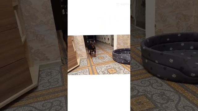 #dogs смотреть онлайн