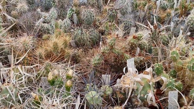 Кактусы Игоря и Елены Сытник. Тефрокактусы (tephrocactus), сентябрь 2021 смотреть онлайн