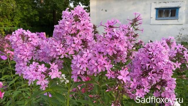 Высокий и ажурный флокс Реверанс, селекции О.К. Кудрявцевой смотреть онлайн