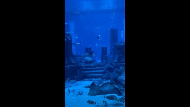 Дубай Атлантис аквапарк это было очень круто 🥰🌴 смотреть онлайн