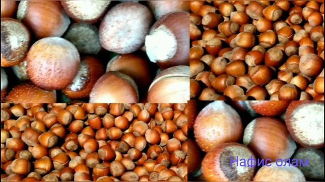 Фундук-урмон ёнгоги тугрисида маълумотлар ва согликка таъсири смотреть онлайн