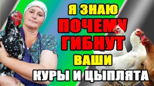 Я знаю, почему гибнут ваши куры и цыплята.