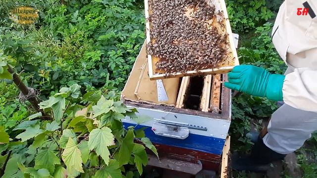 отводок в зиму смотреть онлайн