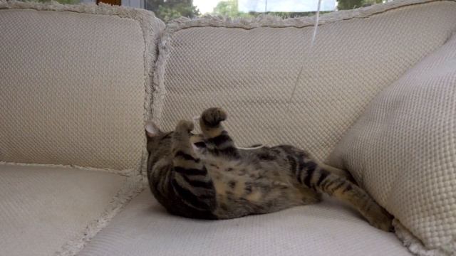 Rarest Breed of Domestic Cat - Sokoke смотреть онлайн