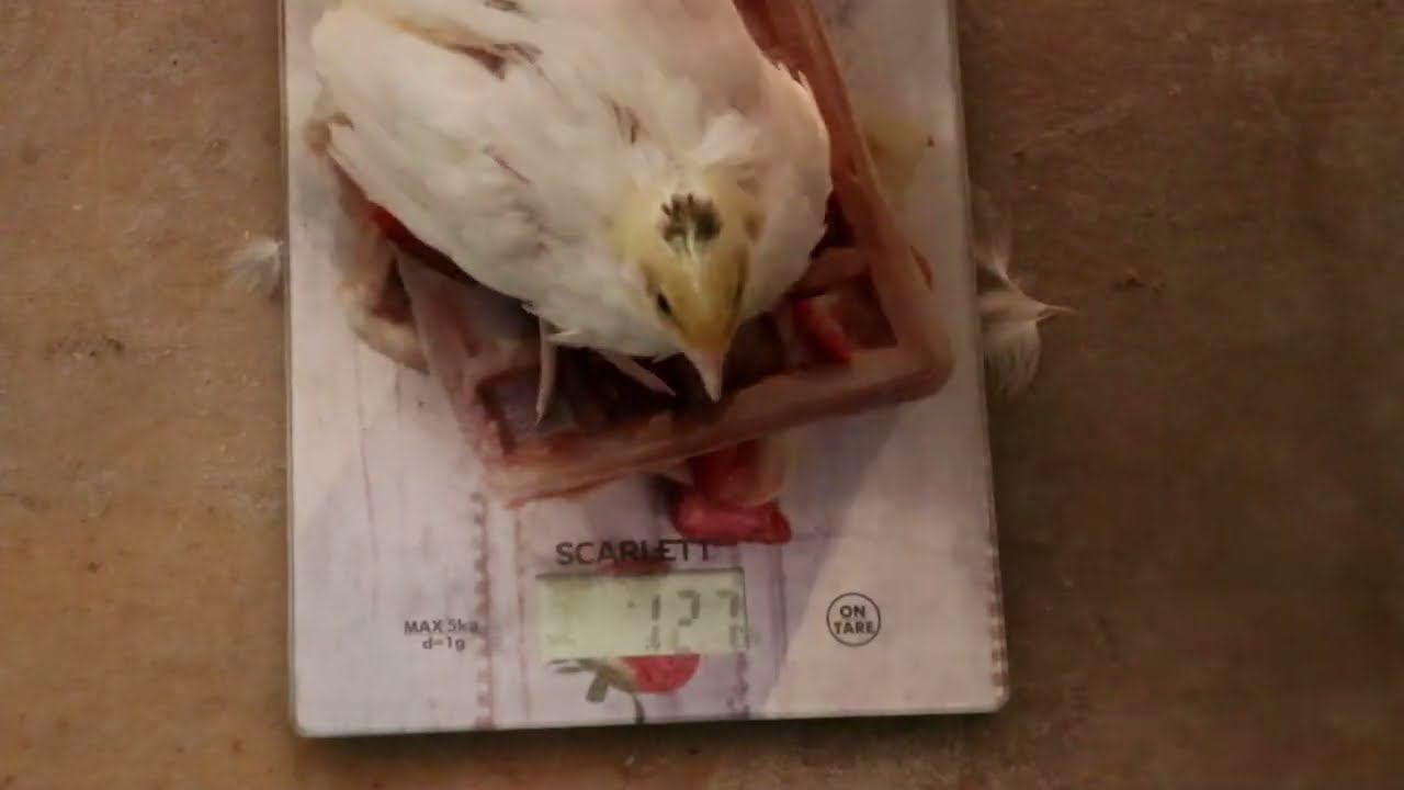 Сравниваю вес перепелят с таблицей Техасского и Подмосковного гиганта Перепелиная ферма смотреть онлайн