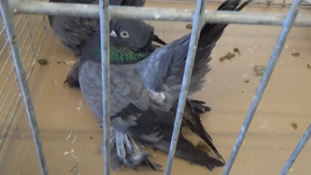 Выставка статных голубей 2/ Herford / Germany / 12.02.2017 смотреть онлайн