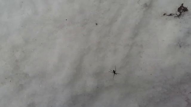 Зимний паук смотреть онлайн