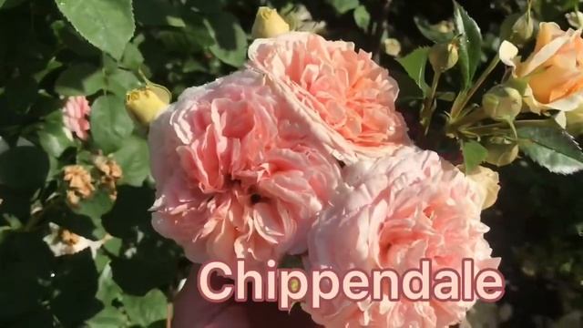 ТОП 5 РОЗ из группы флорибунда и чайно-гибридных .mp4 смотреть онлайн