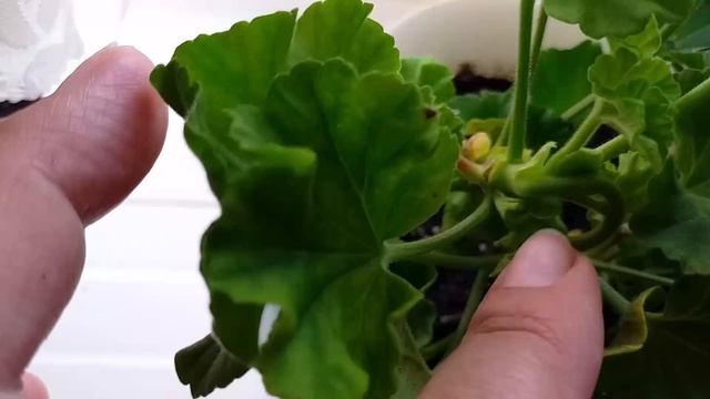 №11.Новый влог Шашлык из акулы смотреть онлайн