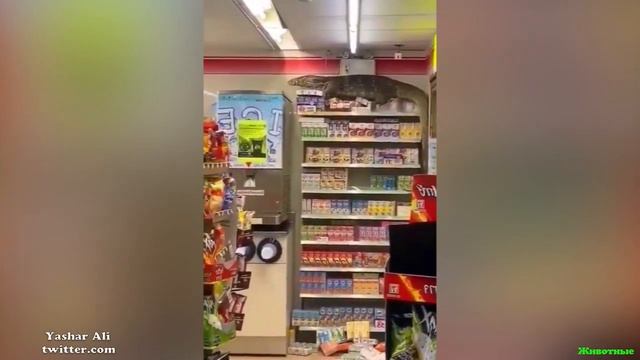 Гигантский Варан забрался в супермаркет в Таиланде напугав посетителей! смотреть онлайн