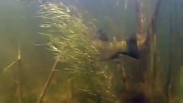 Подводная охота - Underwater hunting смотреть онлайн