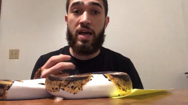 Ball Python Vs Brazilian Rainbow Boa (Best Pet Snake) смотреть онлайн