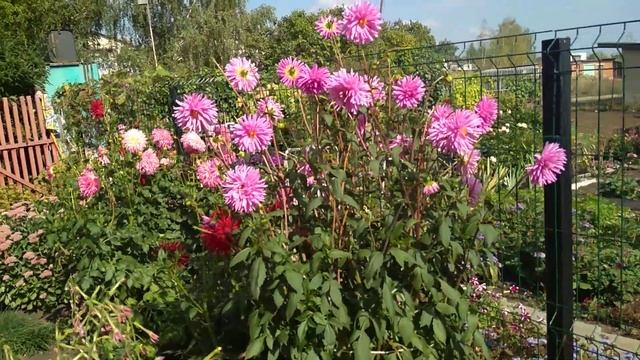 Обзор КЛУБНЕВЫХ ГЕОРГИНОВ?️☀️ смотреть онлайн