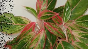 Полив, влажность воздуха и удобрения для Аглаонемы!