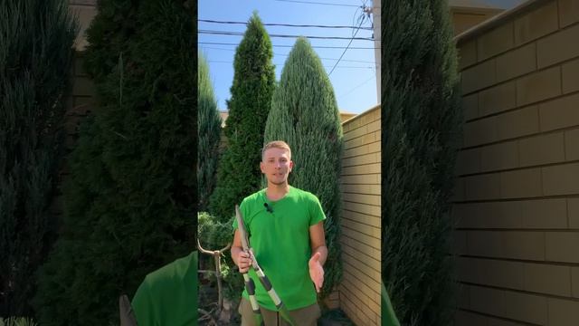Как подстричь скальный можжевельник смотреть онлайн