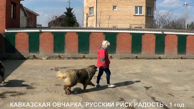 Питомник Кавказских овчарок "РУССКИЙ РИСК" www.r-risk.ru +7 926-220-56-03 ТАТЬЯНА смотреть онлайн