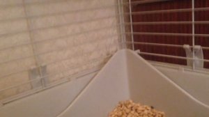 Что должно быть в идеальной клетке для кролика.