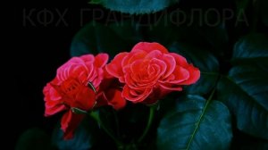 Timelapse Rose 4К.Lady of Belgrade. Как распускается роза Леди оф Белград