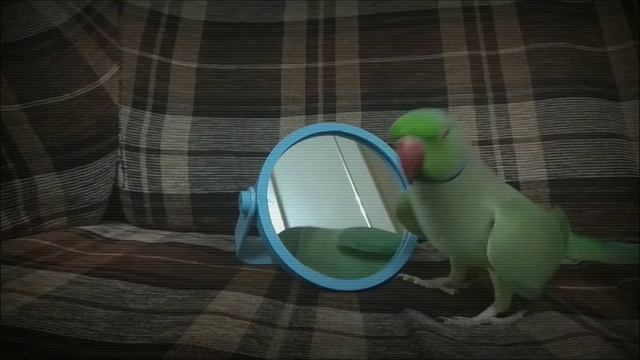 Ожереловый попугай и зеркало.