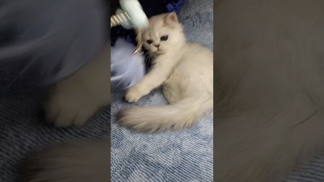 Чёрная шиншилла из питомника Гранд Амор г. Рязань. смотреть онлайн