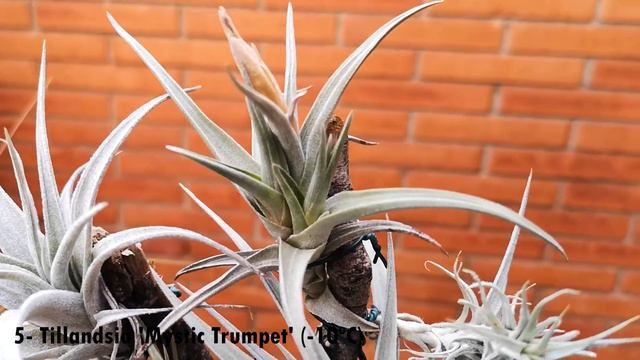 TOP 10 tillandsias resistentes al FRÍO ❄ смотреть онлайн