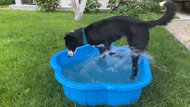 Собака Бордер Колли Брина / Водные игры. 17.06.2021 г. смотреть онлайн