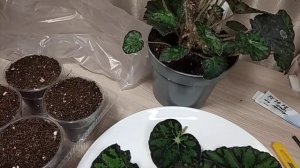 БЕГОНИЯ ТИГРОВАЯ. Один из способ размножения. #БегонияТигровая