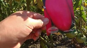 Томат петруша огородник