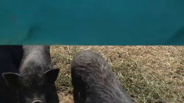 Зоопарк в Парусе. Сургут смотреть онлайн