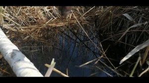 В ЭТОЙ ЛУЖЕ ПОЛНО РЫБЫ! ЛОВЛЯ РОТАНА ВЕСНОЙ 2021 #shorts