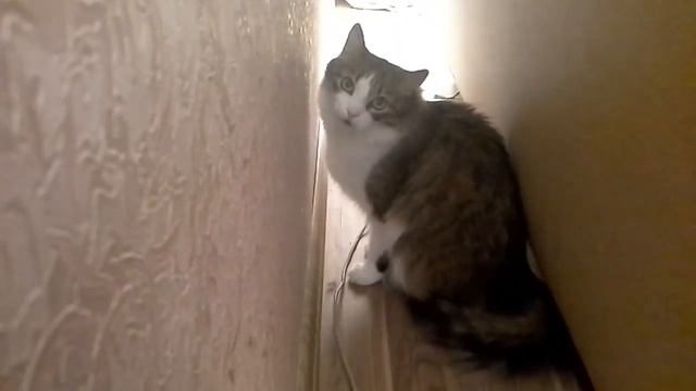 что должны делать кошке смотреть онлайн