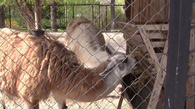 Ламы.MTS смотреть онлайн