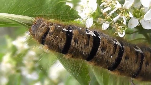 ГУСЕНИЦЫ: Lasiocampa quercus (Коконопряд Дубовый) смотреть онлайн