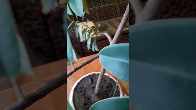 Комнатный фикус.15 лет ухода. смотреть онлайн