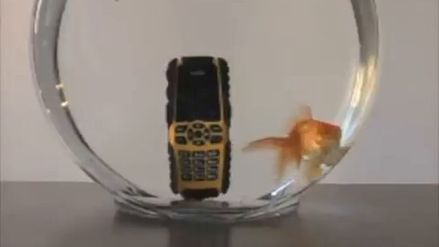 Звонок золотой рыбке смотреть онлайн