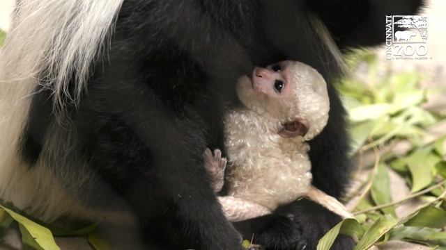 8 Day Old Black and White Colobus Monkey Baby First Time Out - Cincinnati Zoo смотреть онлайн