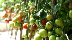 ТОМАТЫ СРАЗУ НАЧНУТ ЗАВЯЗЬ. ХИТРАЯ ПОДКОРМКА ОПЫТНЫЙ ДАЧНИК ДАЛ СОВЕТ КАК УВЕЛИЧИТЬ УРОЖАЙ ПОМИДОР.