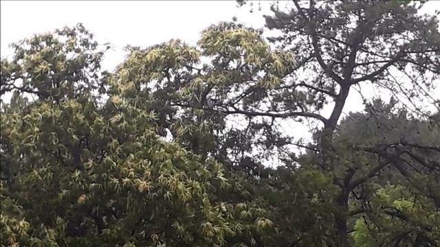 No.3 Morning Folk Song (Esther Abrami) смотреть онлайн