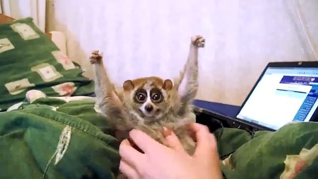 домашний лемур лори смотреть онлайн