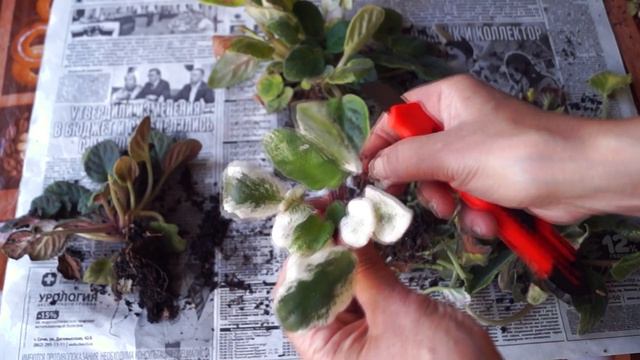 Спасла безнадежные фиалки. Как омолодить фиалку смотреть онлайн