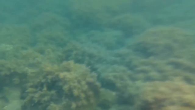 Утриш Под водой 01