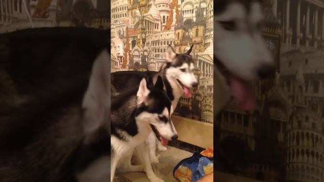 Хаски поет смотреть онлайн