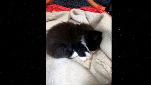 Посреди рынка ЛЕЖАЛ ПАКЕТ с котенком, но ЛЮДИ проходили мимо... смотреть онлайн