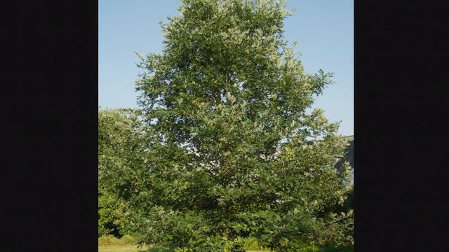 Doug Tallamy: Restoring Nature's Relationships смотреть онлайн