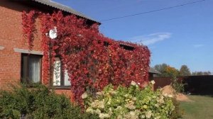 Девичий виноград в саду: зло или благо? Как использовать девичий виноград в саду? Сад своими руками