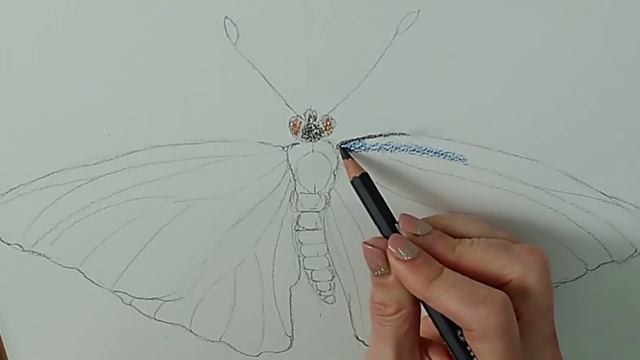 Beginner Watercolor Pencil Tutorial (Paint a realistic Butterfly!) смотреть онлайн