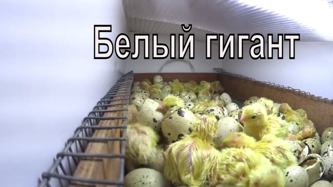 Как перепела появляются на свет Белый гигант Перепелиная ферма в деревне смотреть онлайн