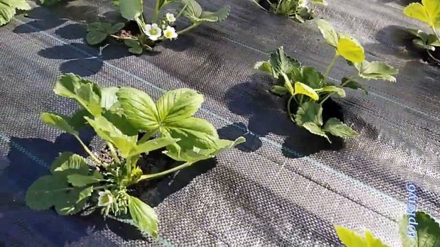 АГРОТКАНЬ, ЛУЧШАЯ МУЛЬЧА для клубники! Обрабатываем клубнику от клеща.